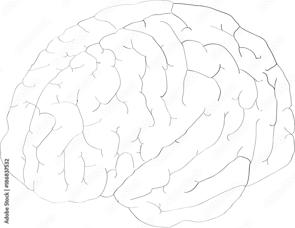 Simple vector illustration of human brain on white background. Vector EPS 10 illustration style Simple vector illustration of human brain on white background. Vector EPS 10 illustration style