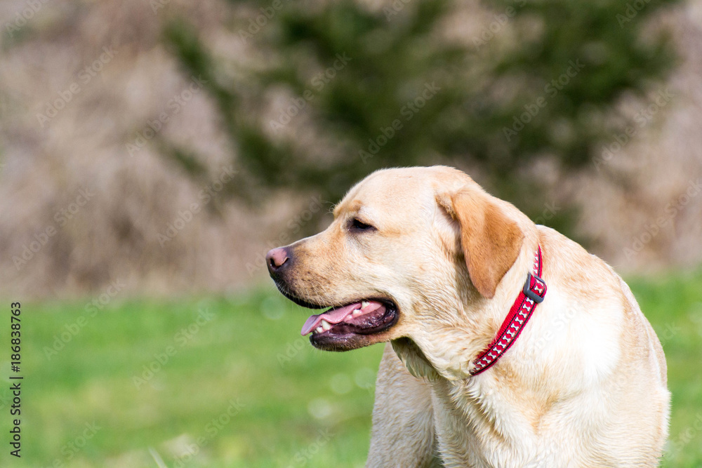 Retrato de labrador