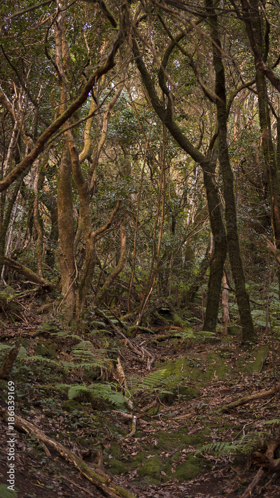 Vertical shot of a forest path in Anaga Mountains, laurel forest natural reserve, Tenerife, Canary Islands, Spain