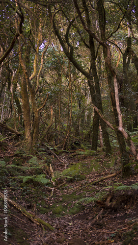 Eerie laurel forest, or laurisilva, in the Anaga massif, exceptionally preserved ecosystem, with endemic flora, growing abundantly in the humid and tropical climate of Tenerife, Canary Islands, Spain