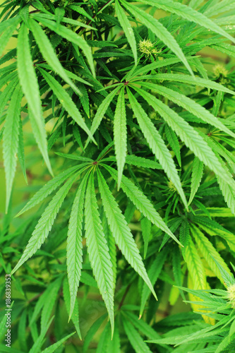 green marijuana plant