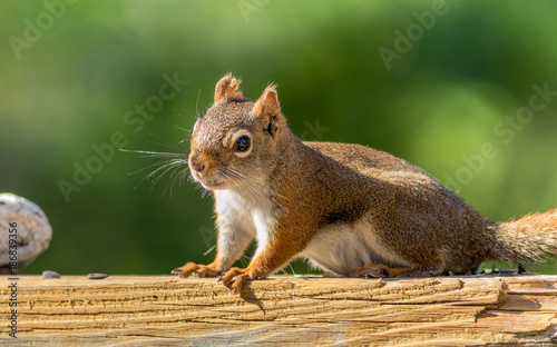 Adorable little American Red Squirrel (Tamiasciurus hudsonicus) pauses for a pose against a forest green background