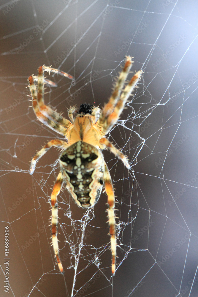 brown spider in the web brown spider in the web