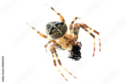 brown spider isolated