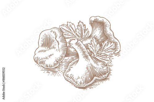 Heap of chanterelles with parsley