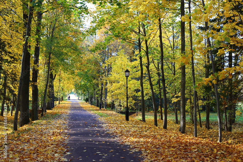 Obraz premium Road in the autumn park