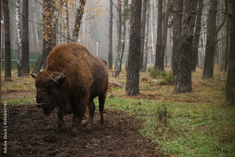 bison in the reserve of Belarus on the background of the forest bison in the reserve of Belarus on the background of the forest