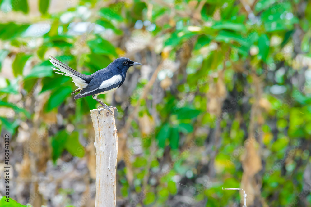 Obraz premium Asia magpie, Asian magpie, Common magpie (Pica pica) bird perching on a branch