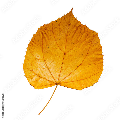 Close-up Golden orange and red leaf isolated white background. Beautiful autumn leaf isolated