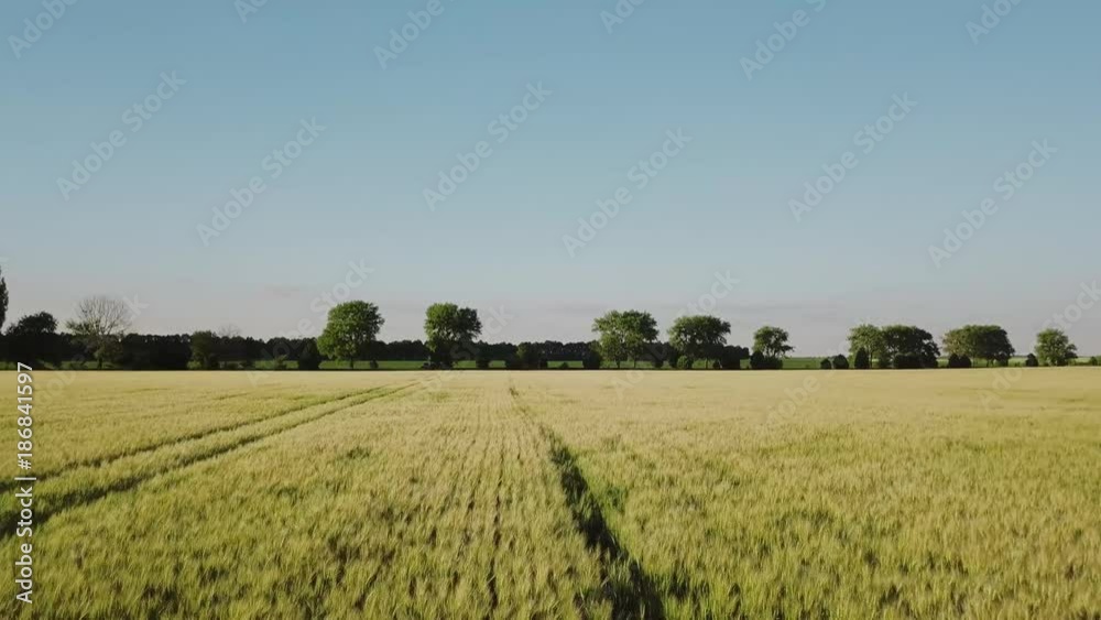 Wheat field aerial view. Yellow ears wheat sway in the wind. Harvest, Wheat growing on field. Wheat field aerial view. Yellow ears wheat sway in the wind. Harvest, Wheat growing on field.