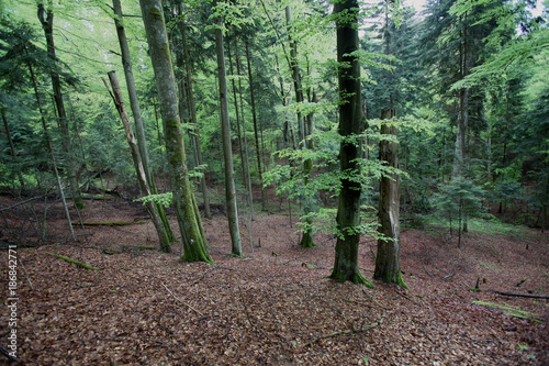 wiosenny las