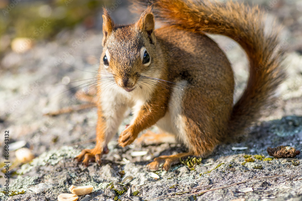 Funny American Red Squirrel (Tamiasciurus hudsonicus) looks straight at camera caught off guard Funny American Red Squirrel (Tamiasciurus hudsonicus) looks straight at camera caught off guard