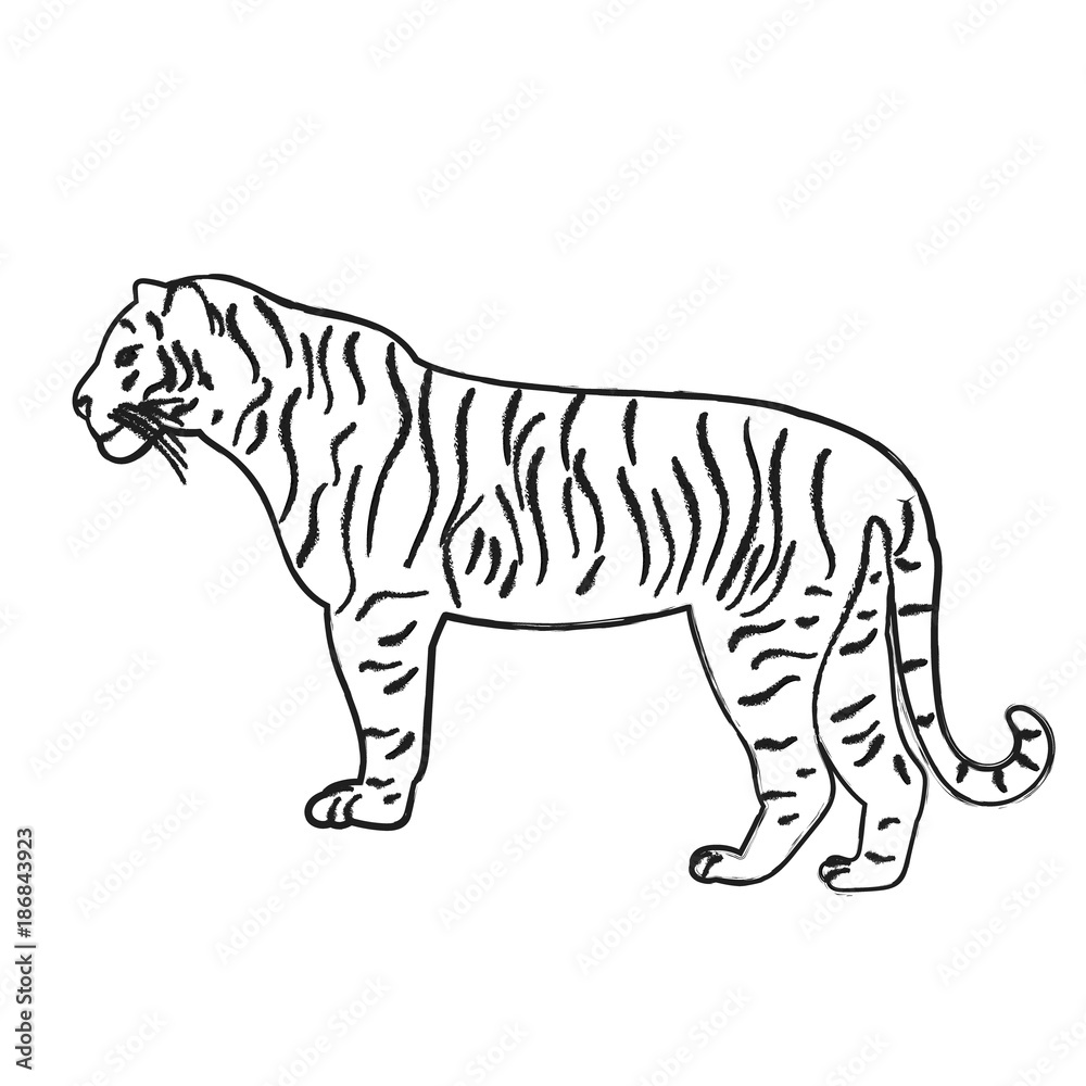 Obraz premium isolated sketch of a tiger