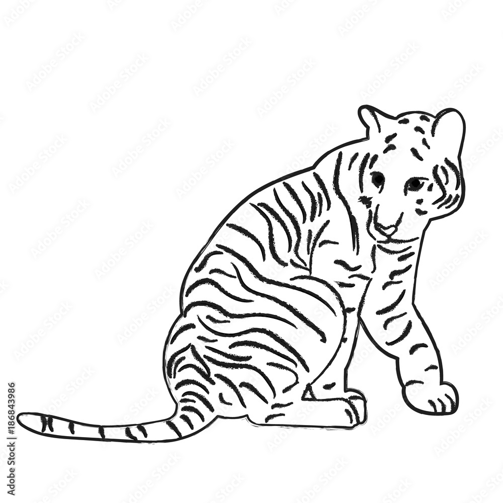 Fototapeta premium vector, isolated sketch of a tiger sitting