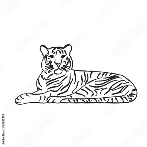 vector, isolated sketch of a tiger lies