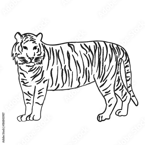 vector  isolated sketch of a tiger