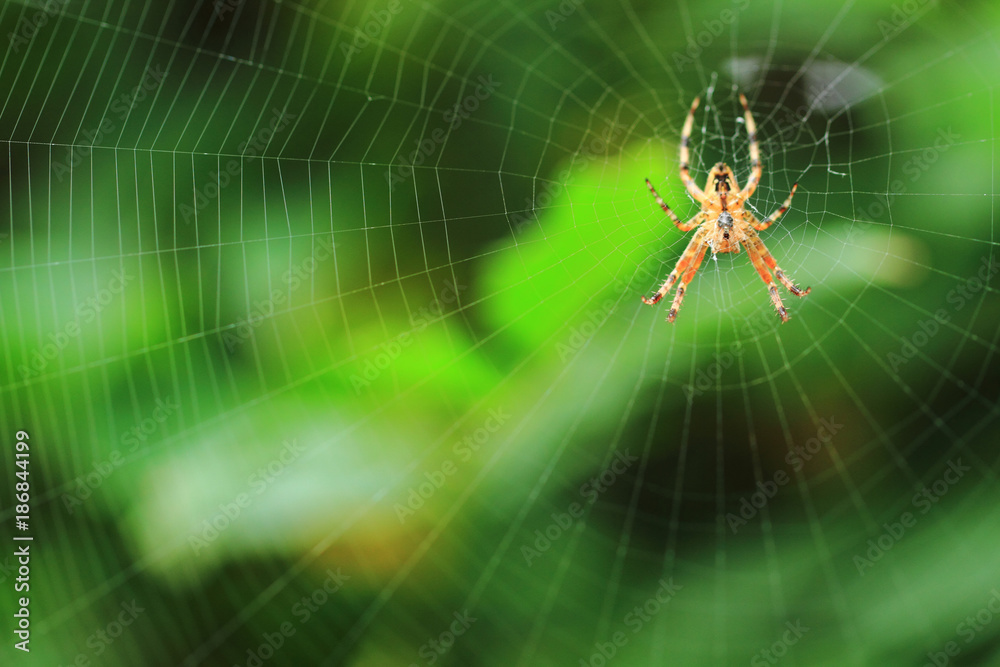 spider on the green background spider on the green background