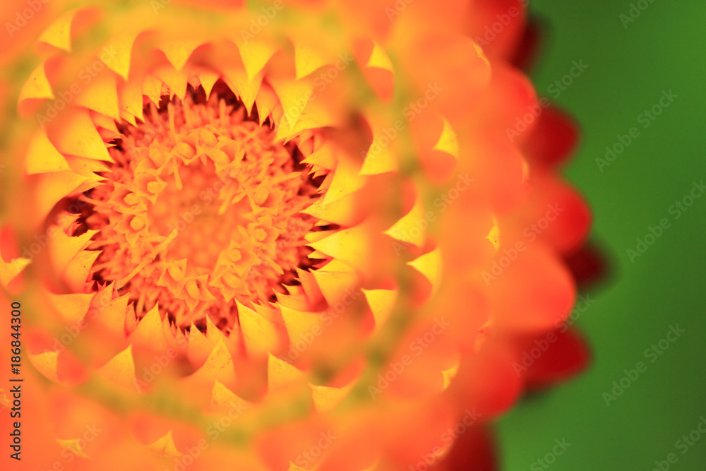 immortelle flower detail