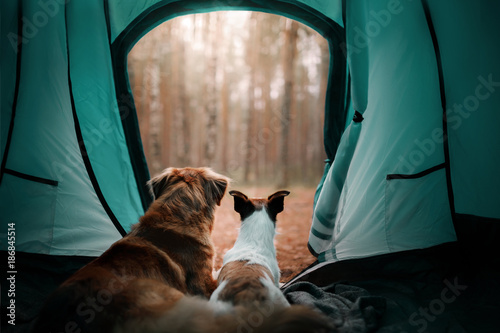 Fototapeta Naklejka Na Ścianę i Meble -  Two dogs in the tent. Jack Russell Terrier and Nova Scotia duck tolling Retriever
