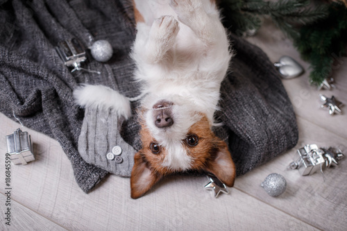 The dog on the blanket. Jack Russell Terrier in Christmas decorations