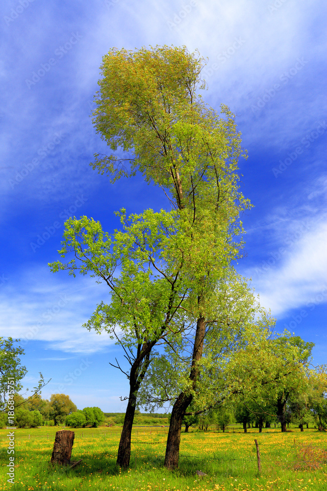 Fototapeta premium Panoramic view of the wooded meadows and wetlands - wildlife and birds reserve in the Biebrzanski National Park in Poland