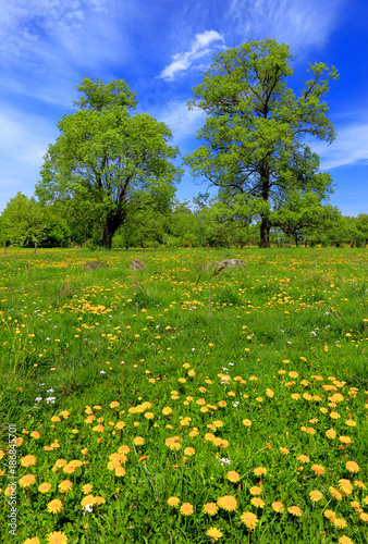 Panoramic view of the wooded meadows and wetlands - wildlife and birds reserve in the Biebrzanski National Park in Poland