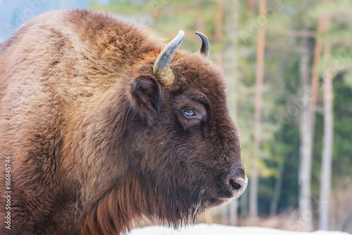 Vászonkép Portrait of aurochs (european bison) in wildlife