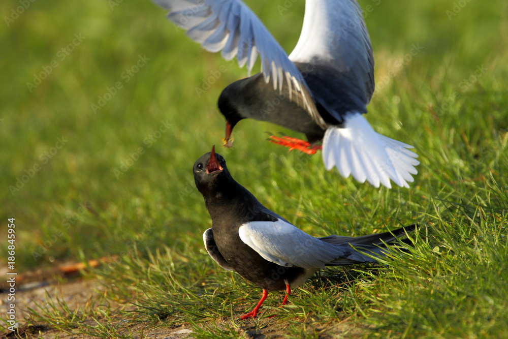 Poland, Biebrzanski National Park – pair of White-winged Black Tern birds – latin: Chlidonias leucopterus Poland, Biebrzanski National Park – pair of White-winged Black Tern birds – latin: Chlidonias leucopterus