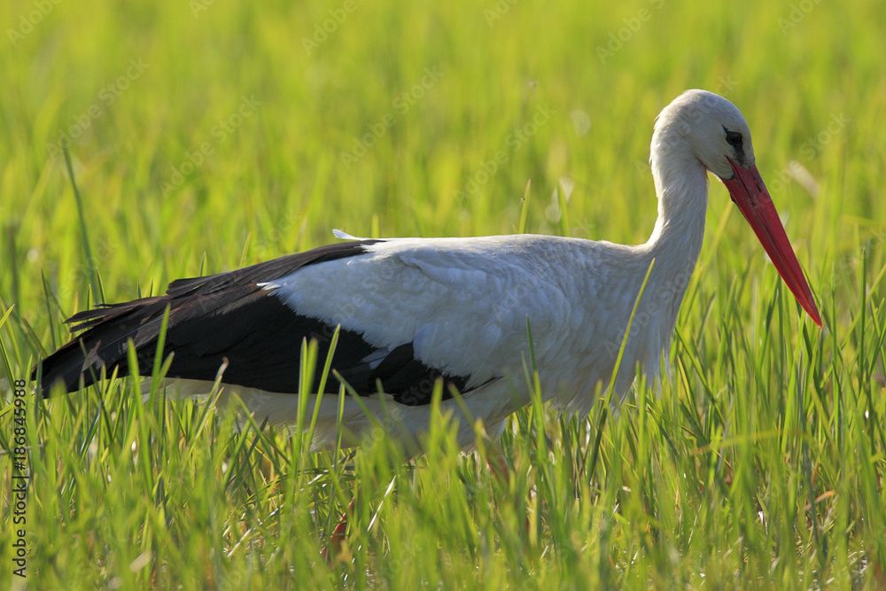 Fototapeta premium Poland, Biebrzanski National Park – closeup of a White Stork bird in a nest – latin: Ciconia ciconia