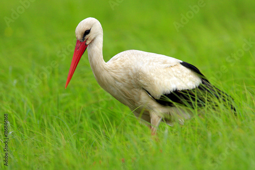 Poland, Biebrzanski National Park – closeup of a White Stork bird in a nest – latin: Ciconia ciconia