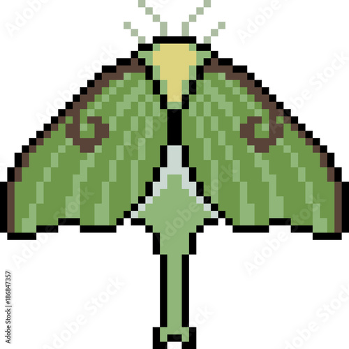 vector pixel art moth