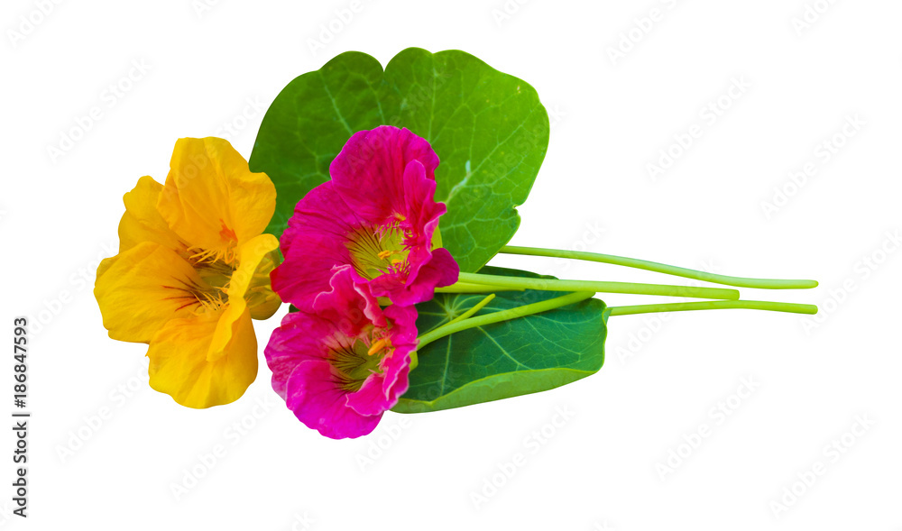 nasturtium. Nasturtium flowers. Nasturtium flowers isolated on white background. Set of nasturtium flower. nasturtium. Nasturtium flowers. Nasturtium flowers isolated on white background. Set of nasturtium flower.