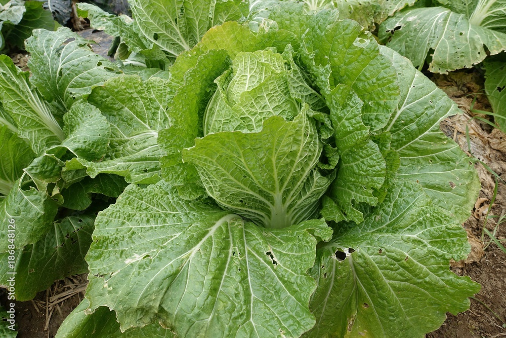 白菜 白菜