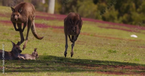 Kangaroo jumps. Slow motion.