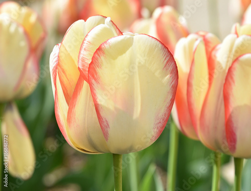 Tulipe rose et jaune au printemps