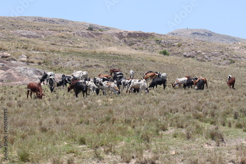 Rinder in Madagaskar