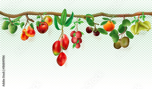 Branch with tropicals fruits