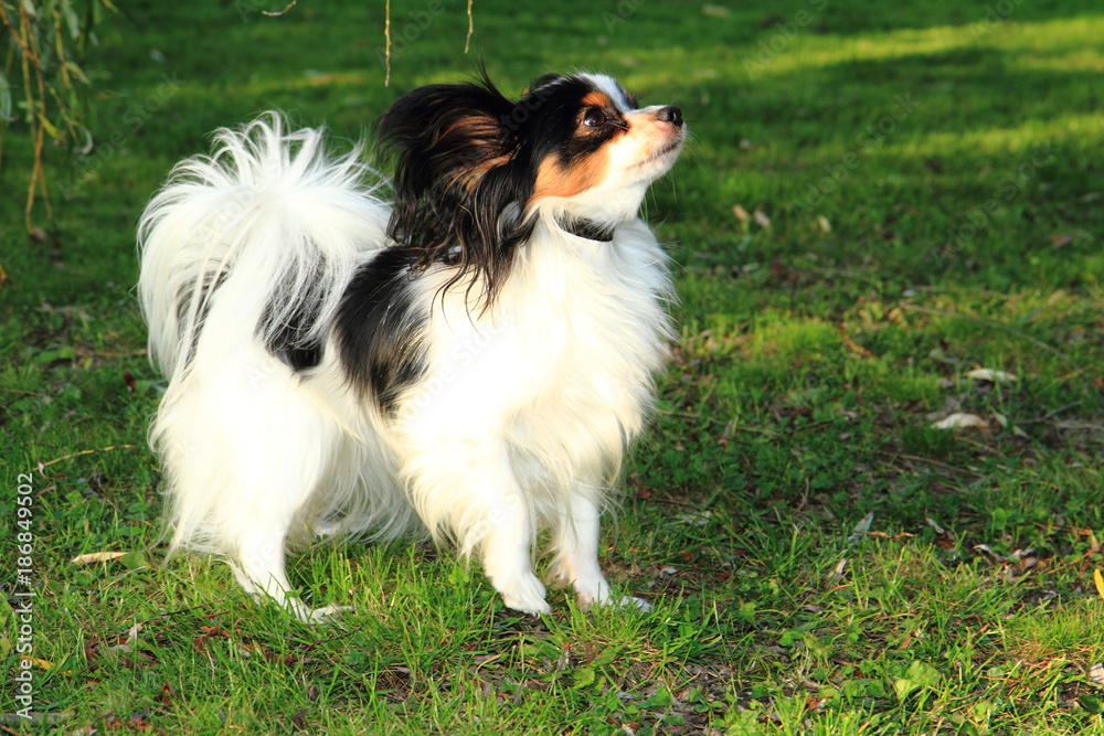 papillon dog in the grass