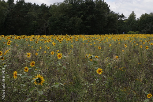 field of sunflowers