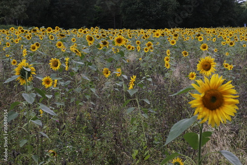 field of sunflowers