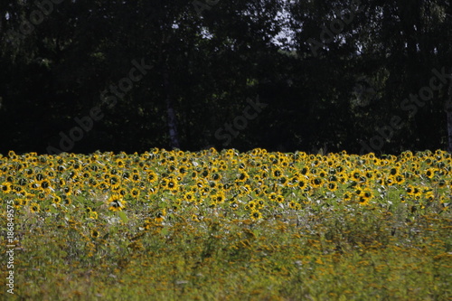 field of sunflowers