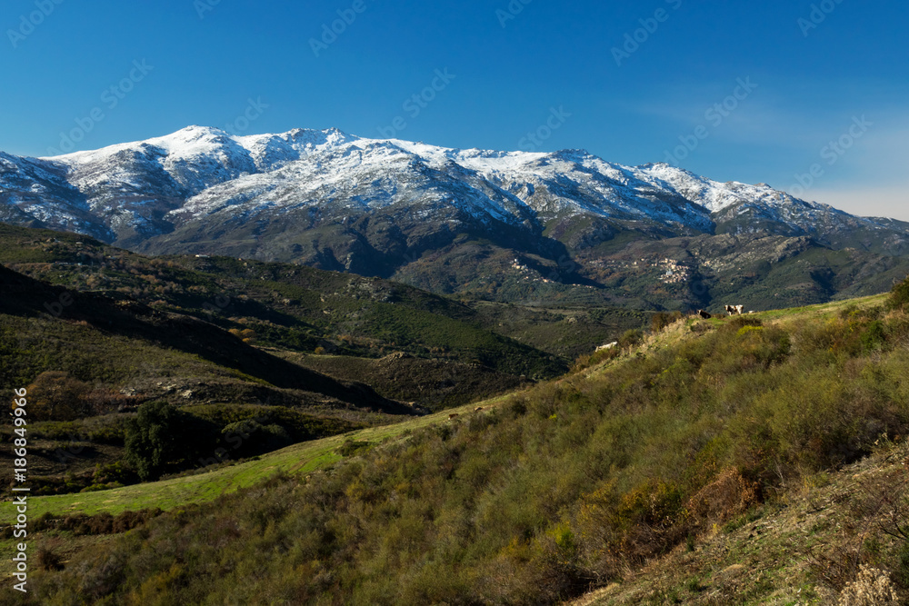 Corsican mountains with the snow on the top and cows on the foreground in the green. France, January 2018.