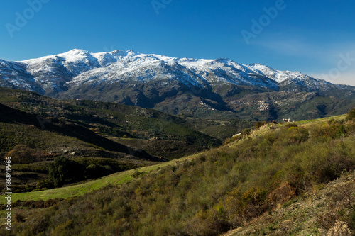Corsican mountains with the snow on the top and cows on the foreground in the green. France, January 2018.