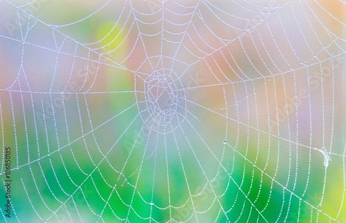 Spinnennetz mit Tautropfen am Morgen, Pastellfarben, Niedersachsen, Deutschland, Europa