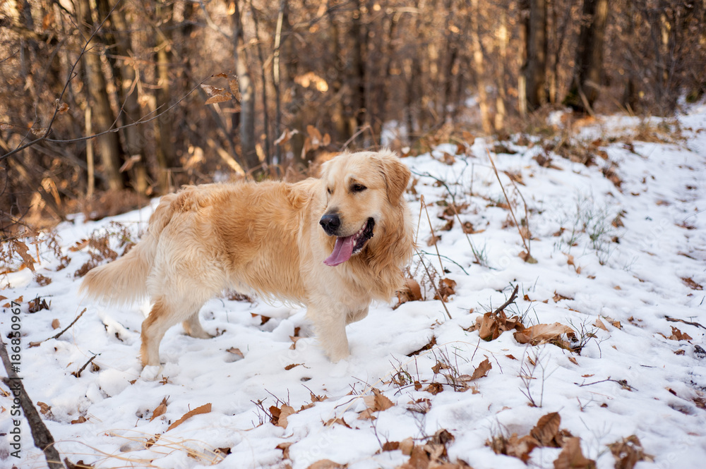 golden retriever in the snowy forest