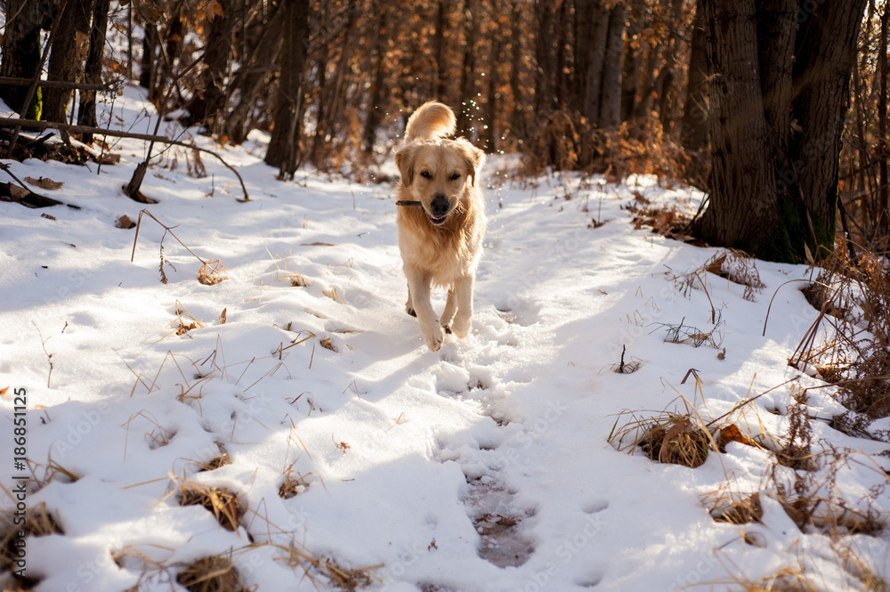 golden retriever in the snowy forest