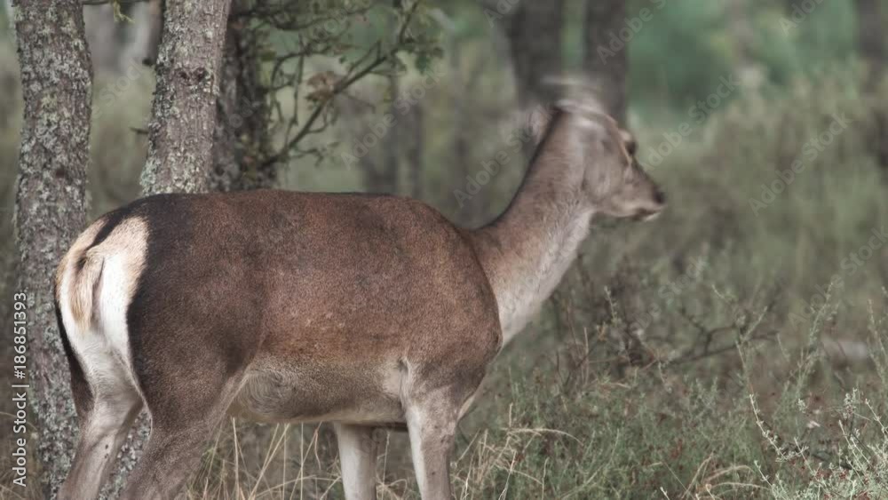 Wild female deer moving head and ears Wild female deer moving head and ears