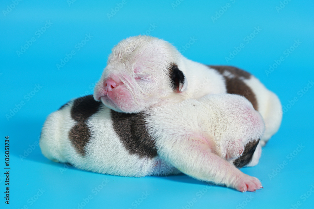 7 days purebred English Bulldog puppy say hello the world on light blue screen