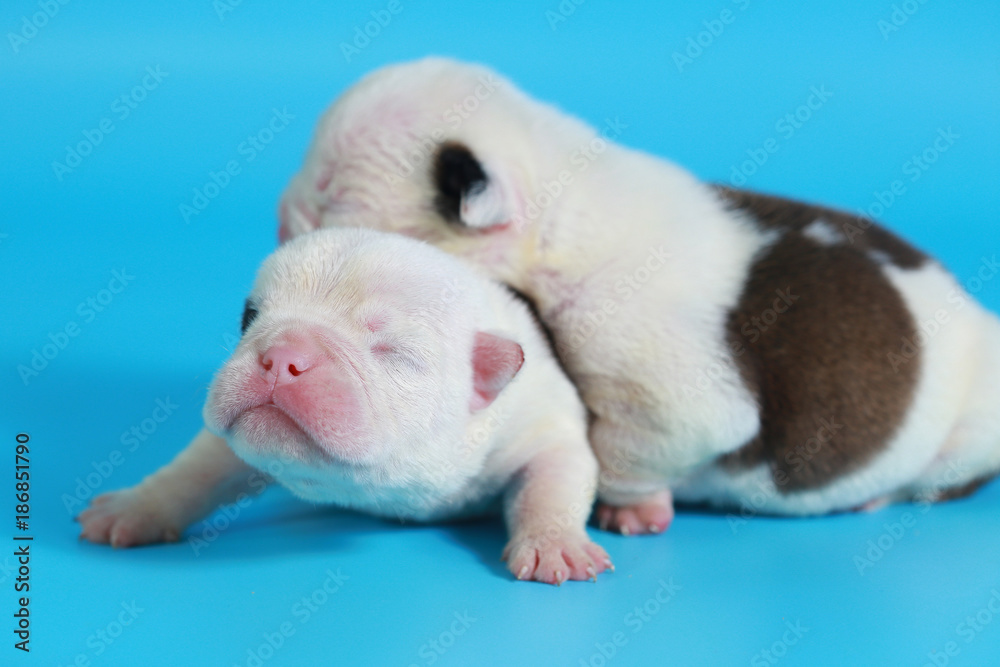 7 days purebred English Bulldog puppy say hello the world on light blue screen