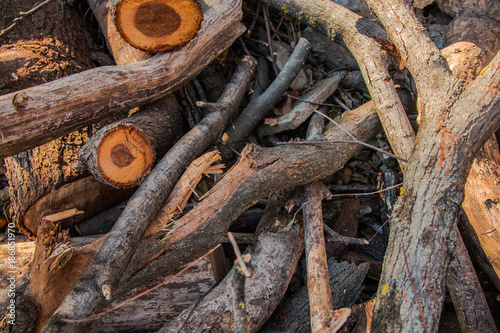 Fototapeta Naklejka Na Ścianę i Meble -  Tree wood, logs.